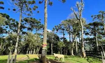 Imagem 4: CABANA E SÍTIO 4 HECTARES EM MEIO A NATUREZA E VALES EM URUBICI PARA VENDA!!!