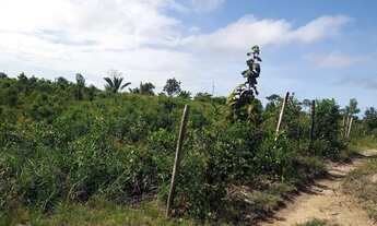 Imagem 2: Vendo excelente sítio em jaguaripe