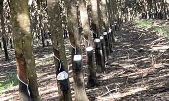 Imagem 2: Fazenda no Tocantins