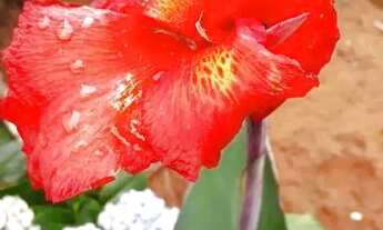 Imagem 5: Chácara com 2 dormitórios à venda, 3800 m² por R$ 280.000,00 - Moinho - Nazaré Paulista/SP