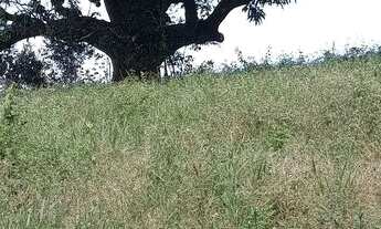 Imagem 3: Vende-se fazenda 173hectares e presidente Olegário