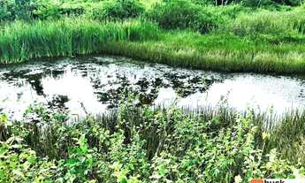 Imagem 4: Fazenda de 280 Tarefas - Siriri