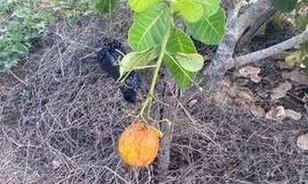 Imagem 4: Vendo sítio em Milagres