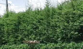 Imagem 7: Chácara em Rua Garbosa Bruller - MONTERRY - Louveira/SP