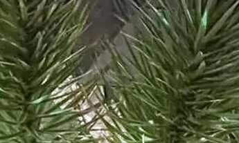 Imagem 4: Casa à venda no COSTA MARINA , ARUANA, Aracaju, SE