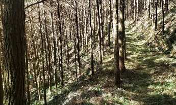 Imagem 6: Fazenda com Reflorestamento de Pinus (20 anos) e Eucaliptos (10 anos