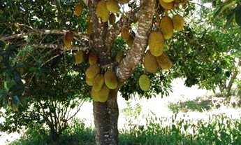 Imagem 2: Terreno 9 ha com casa e um espaço gourmet externo, Jaboticatubas(Temos varias opções)