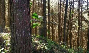 Imagem 2: Fazenda com Reflorestamento de Pinus (20 anos) e Eucaliptos (10 anos