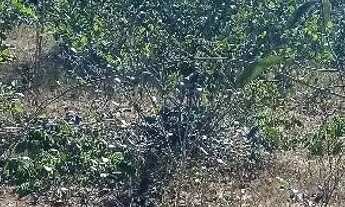 Imagem 6: Terreno na Chapada dos Veadeiros