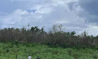 Imagem: Vendo 1300ha em Icatu, MA