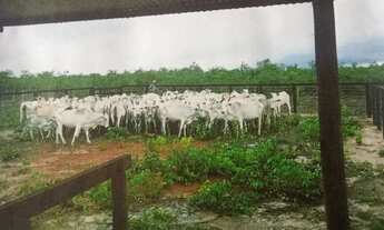 Imagem 6: Fazenda com 1.010 Alqueires no Mato Grosso Oportunidade
