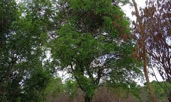 Imagem 2: Terreno 60x100m Árvores Verdes