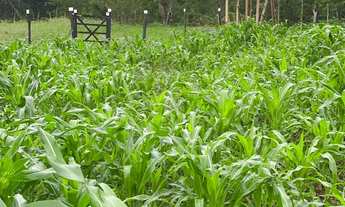 Imagem 2: Chácara a 8km de Feira