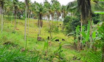Imagem 6: Vendo Área (sitio) na Estrada da Cabrita - São Cristóvão-Se