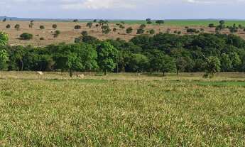Imagem: Fazenda 113 alqueires plantando 50 alqueires