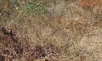 Imagem 2: Vendo lote no bairro floresta no valor de 130 mil