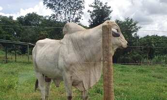 Imagem 3: Chácara de 38 mil metros em Bela Vista de Goiás