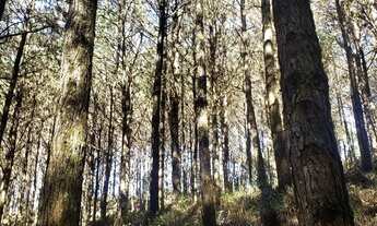 Imagem 4: Fazenda com Reflorestamento de Pinus (20 anos) e Eucaliptos (10 anos