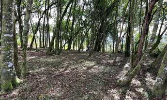 Imagem: Terreno em campo alegre c/1000m2