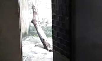 Imagem 2: Casa alugar 350 Casa com 1 dormitório