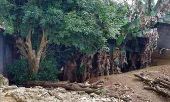 Imagem 4: Lote em Rua das Damasqueiras - Jardim Petrópolis - Cotia/SP