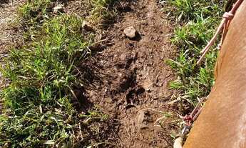 Imagem 3: Fazenda produtiva 116 halqueires Região do Faina Go