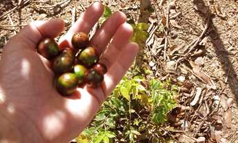 Imagem 2: Vendo pequena chácara no Corumbá 3