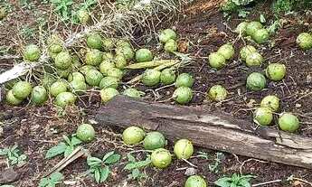 Imagem: Sitio com duas casas