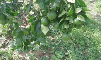 Imagem 4: Vende se esse sítio no rio preto da Eva km 91 medindo 40 por 1000