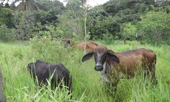 Imagem 7: Serra do Cipo, linda fazendinha de 24 mil metros, * WhatsApp