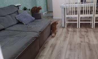 Imagem 7: Apartamento para venda possui 65 metros quadrados com 3 quartos em Campo Comprido - Curiti