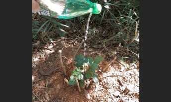 Imagem 1: Lote 7.100 m2 Jardins de Petrópolis Nova Lima MG