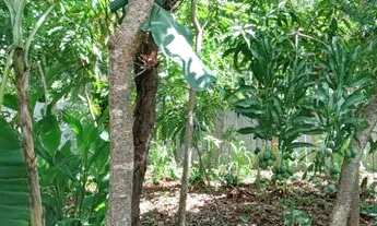 Imagem 6: Terreno de 2.010m² próximo ao Leite ao Pé da Vaca BR-040