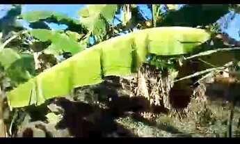 Imagem 5: CHÁCARA Chácara com venda por R$160