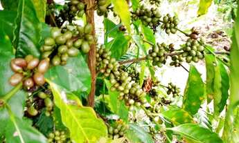 Imagem 6: Lindo Sítio 20.000m² Zona Rural de Cachoeiras de Macacu