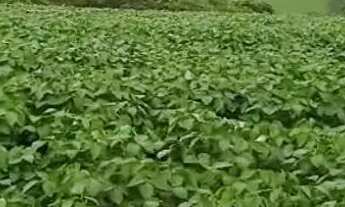 Imagem 4: Área em Campo Largo