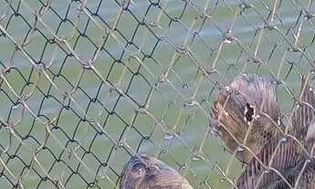 Imagem 3: Alugo Rancho diária (Condomínio Marina verde, Adolfo)