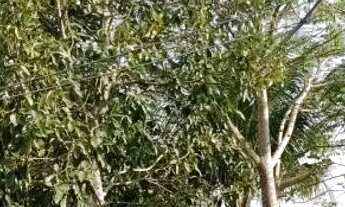 Imagem 5: Sítio no ariauzinho aqui no Iranduba