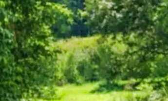 Imagem: Lotes para chalés no interior de SP