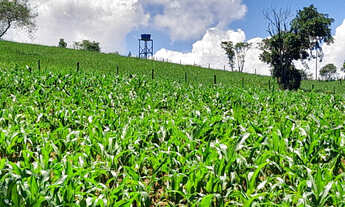 Imagem: Sitio em Borda da Mata - MG