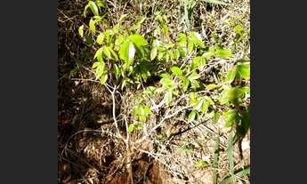 Imagem 2: Lote 7.100 m2 Jardins de Petrópolis Nova Lima MG