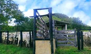 Imagem 2: Vende-se fazenda produtiva p/ criação de gado (porteira fechado com gado