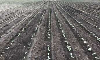 Imagem 2: Fazenda à venda em Tocantins 624 Alqueiros direto com proprietário