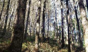 Imagem 5: Fazenda com Reflorestamento de Pinus (20 anos) e Eucaliptos (10 anos