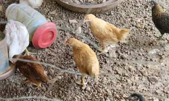 Imagem: Venda ou troca pego imóvel e veículo