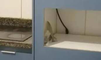 Imagem 4: Apartamento St Aeroporto c/4 quartos sendo 1 suíte