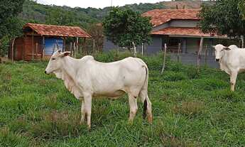 Imagem 2: Sitio 11 Hectares ,Caixa Dagua 50.000 Litros,Irrigação,Poco Proprio,Casa De Lage