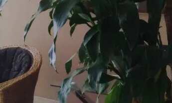 Imagem 3: 3 quartos no Ed. Gilia Borgo Cód: 23623 R