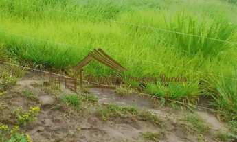 Imagem 2: Fazenda à venda com 2.150 hectares na região Januária-MG