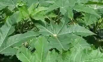 Imagem 5: Lote à venda em rua pública, GETÚLIO VARGAS, Aracaju, SE